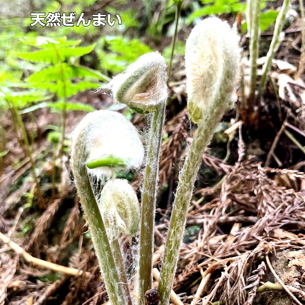 国産天然山菜 ぜんまい水煮200ｇ以上x１袋 山形産 簡単調理でおいしく(sweetpool gardenさん)のメインイメージ